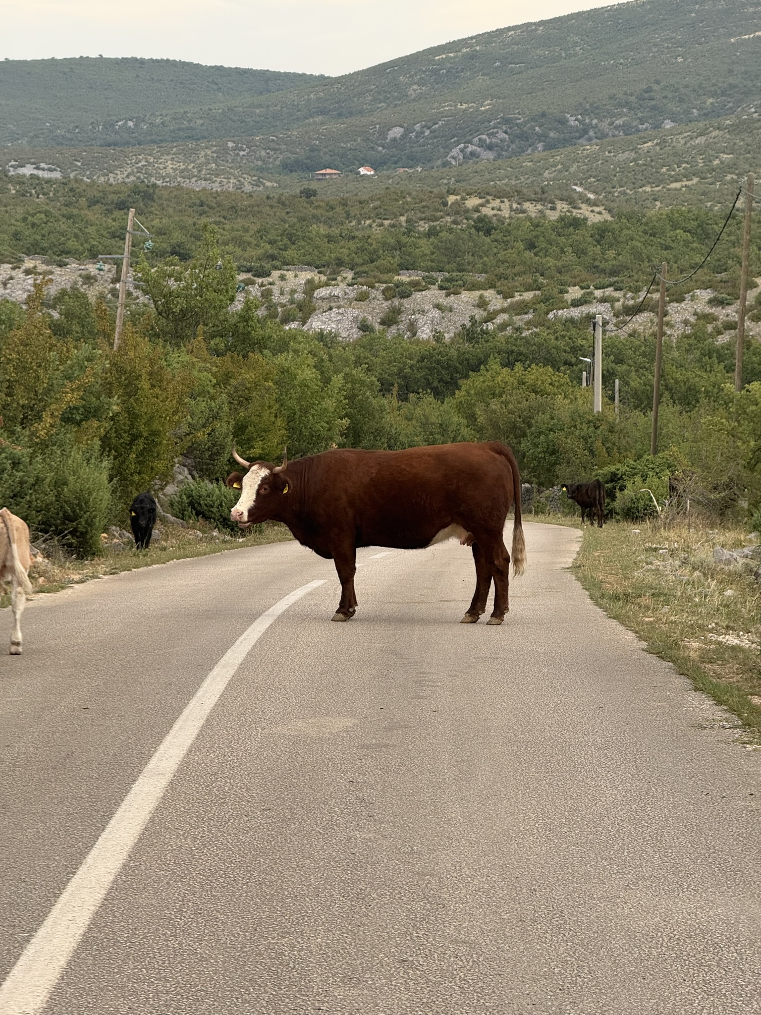 Stier auf der Straße