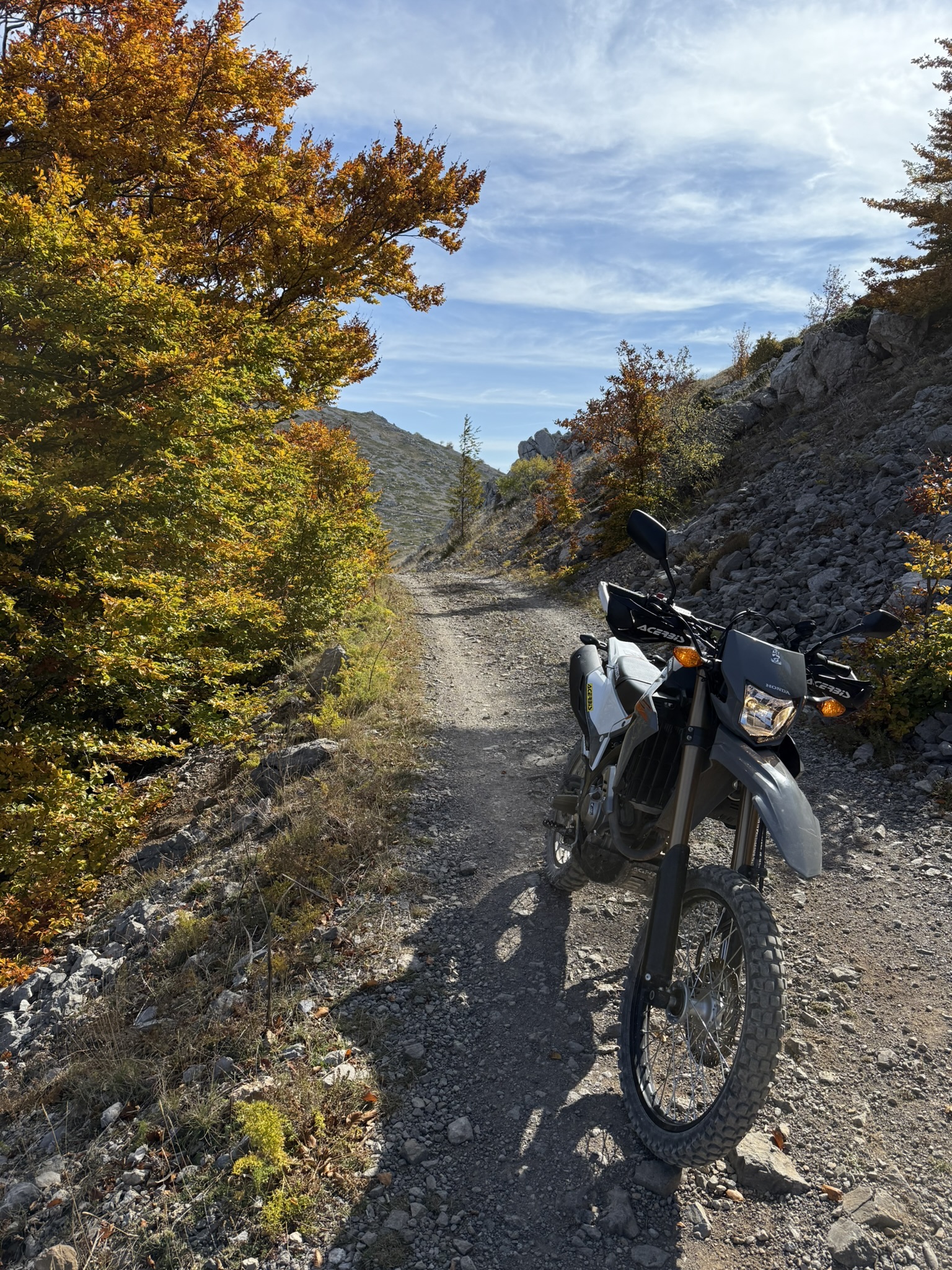 Herbstlicher Waldtrail