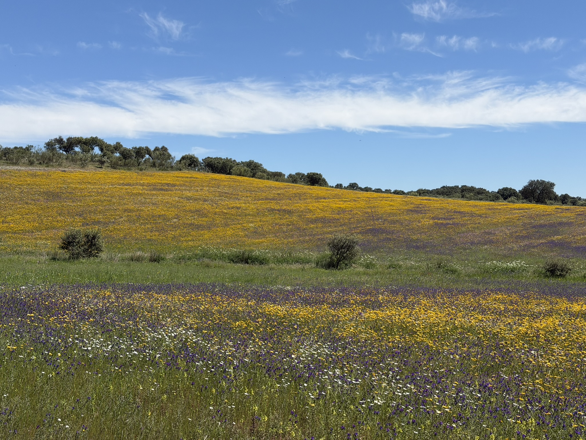 Blühende Alentejo-Wiese